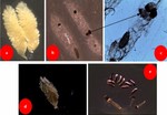 Infection of highly insecticide-resistant malaria vector Anopheles coluzzii with entomopathogenic bacteria Chromobacterium violaceum reduces its survival, blood feeding propensity and fecundity