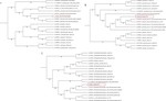 High prevalence of Phasi Charoen-like virus from wild-caught Aedes aegypti in Grenada, W.I. as revealed by metagenomic analysis